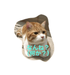 吾輩はニャンコ （家猫リコピン熊本弁）（個別スタンプ：16）