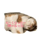 吾輩はニャンコ （家猫リコピン熊本弁）（個別スタンプ：18）