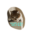 吾輩はニャンコ （家猫リコピン熊本弁）（個別スタンプ：20）