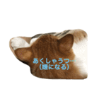 吾輩はニャンコ （家猫リコピン熊本弁）（個別スタンプ：23）