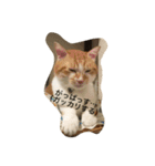 吾輩はニャンコ （家猫リコピン熊本弁）（個別スタンプ：24）