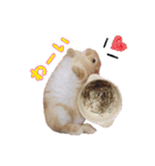 クッキーの日常(たまにチロル)（個別スタンプ：1）