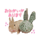 クッキーの日常(たまにチロル)（個別スタンプ：2）