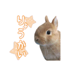 クッキーの日常(たまにチロル)（個別スタンプ：3）
