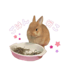 クッキーの日常(たまにチロル)（個別スタンプ：4）