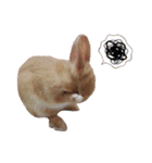 クッキーの日常(たまにチロル)（個別スタンプ：6）