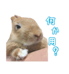 クッキーの日常(たまにチロル)（個別スタンプ：7）