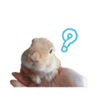 クッキーの日常(たまにチロル)（個別スタンプ：8）