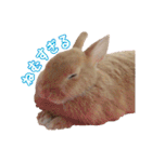 クッキーの日常(たまにチロル)（個別スタンプ：9）