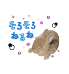 クッキーの日常(たまにチロル)（個別スタンプ：10）