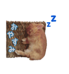 クッキーの日常(たまにチロル)（個別スタンプ：11）