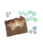 クッキーの日常(たまにチロル)（個別スタンプ：12）