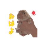 クッキーの日常(たまにチロル)（個別スタンプ：13）