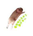 クッキーの日常(たまにチロル)（個別スタンプ：14）
