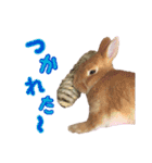 クッキーの日常(たまにチロル)（個別スタンプ：15）