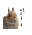 クッキーの日常(たまにチロル)（個別スタンプ：17）