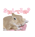 クッキーの日常(たまにチロル)（個別スタンプ：18）