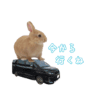 クッキーの日常(たまにチロル)（個別スタンプ：19）
