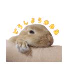 クッキーの日常(たまにチロル)（個別スタンプ：20）