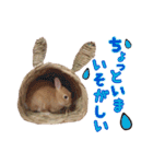 クッキーの日常(たまにチロル)（個別スタンプ：22）