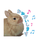 クッキーの日常(たまにチロル)（個別スタンプ：23）