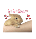 クッキーの日常(たまにチロル)（個別スタンプ：24）