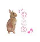 クッキーの日常(たまにチロル)（個別スタンプ：25）