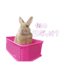 クッキーの日常(たまにチロル)（個別スタンプ：26）