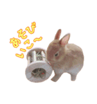 クッキーの日常(たまにチロル)（個別スタンプ：27）