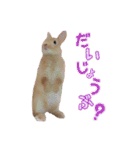 クッキーの日常(たまにチロル)（個別スタンプ：28）