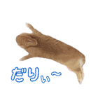 クッキーの日常(たまにチロル)（個別スタンプ：30）