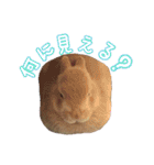 クッキーの日常(たまにチロル)（個別スタンプ：35）