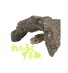 クッキーの日常(たまにチロル)（個別スタンプ：36）