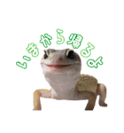 クッキーの日常(たまにチロル)（個別スタンプ：37）