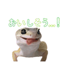 クッキーの日常(たまにチロル)（個別スタンプ：39）