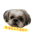 ちゅらはな（個別スタンプ：1）
