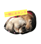 ちゅらはな（個別スタンプ：3）