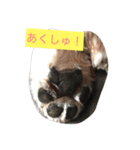 ちゅらはな（個別スタンプ：7）