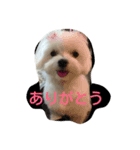 マルチーズ写真スタンプ（個別スタンプ：1）