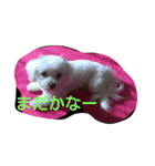 マルチーズ写真スタンプ（個別スタンプ：2）