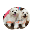 マルチーズ写真スタンプ（個別スタンプ：4）