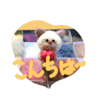 nyanchyarzu（個別スタンプ：2）