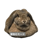 こんなロアの毎日（個別スタンプ：2）