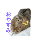 こんなロアの毎日（個別スタンプ：5）