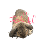 こんなロアの毎日（個別スタンプ：8）