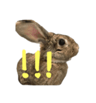 こんなロアの毎日（個別スタンプ：9）