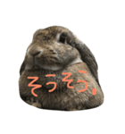 こんなロアの毎日（個別スタンプ：12）