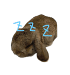 こんなロアの毎日（個別スタンプ：13）