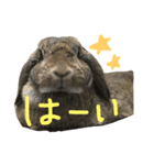 こんなロアの毎日（個別スタンプ：15）