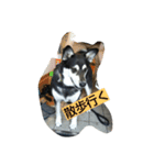 siba''mix hanachan（個別スタンプ：4）